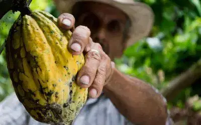 The Magic of Cacao