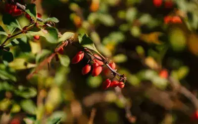 The Golden Glow of Berberine: A Natural Boost for Your Health