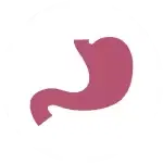 Stomach